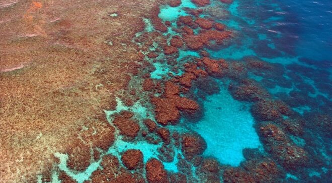 Bilim insanları resifleri yeniden canlandırmaya çalışıyor