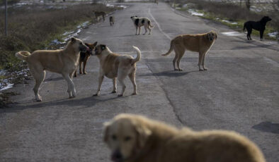 AKP, sokak köpeklerinin ‘uyutulması’ konusunda geri adım atabilir mi?