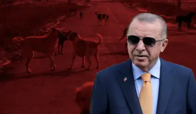 Sokak köpekleri uyutulacak mı? Erdoğan’dan talimat: Bu işi hemen neticelendirin