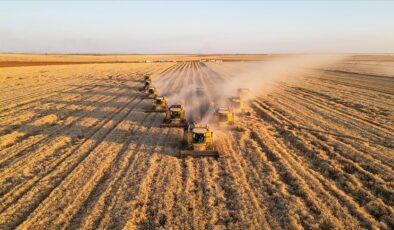 Ceylanpınar Tarım İşletmesi’nde buğday hasadı devam ediyor