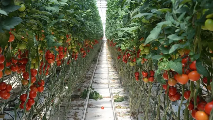 Antalya Ticaret Borsası: Mayıs’ta domates üretimi arttı