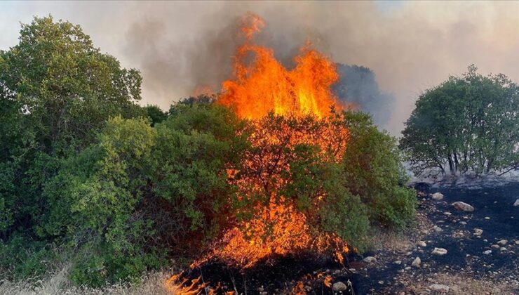 Gaziantep’te fıstık ve zeytin bahçelerinde yangın
