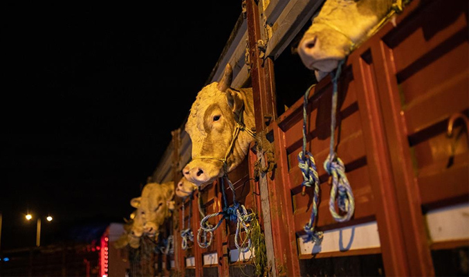 İstanbul’a kurbanlık hayvan girişleri başladı