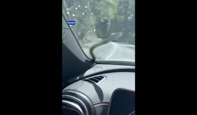 İstanbul’da aracının ön camına yılan düşen sürücü şok geçirdi