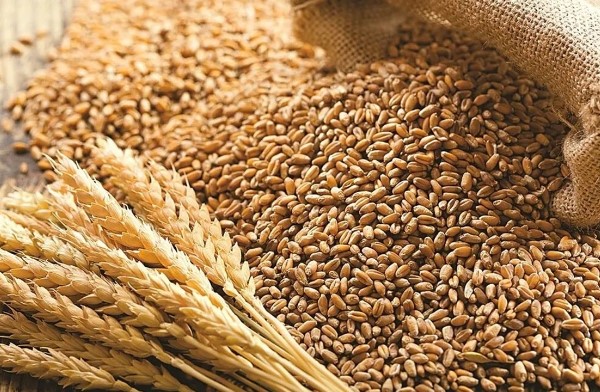 “Türkiye’nin buğday ithalatı yasağı Rusya’yı etkilemez”