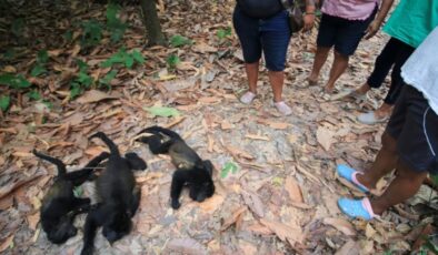 Meksikada ölen “uluyan maymunlar”ın sayısı 250’ye yaklaştı