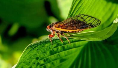 ABD, “periyodik ağustos böceği” istilasıyla karşı karşıya