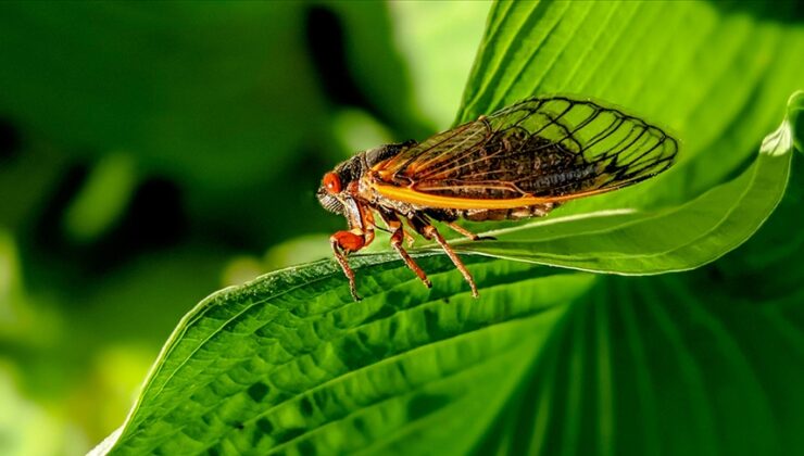 ABD, “periyodik ağustos böceği” istilasıyla karşı karşıya