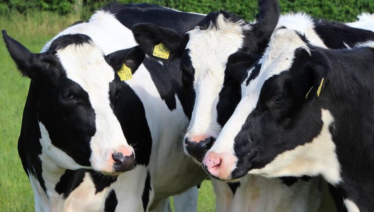 Süt inekleri maliyetlerden dolayı kesime gidiyor