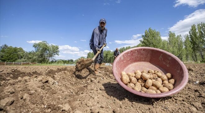 Tunceli’nin köylerinde üreticiler patates ekim mesaisinde
