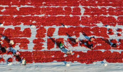 Türkiye’den yılın ilk yarısında 69 milyon 123 bin dolar kuru domates ihracatı