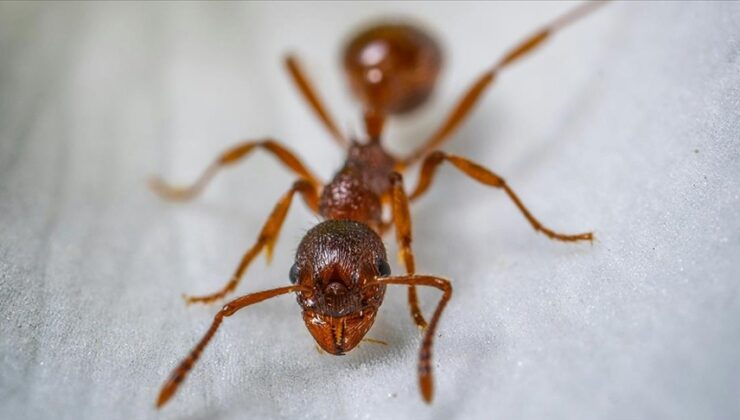 Karıncaların birbirlerini ameliyat edebildiği keşfedildi