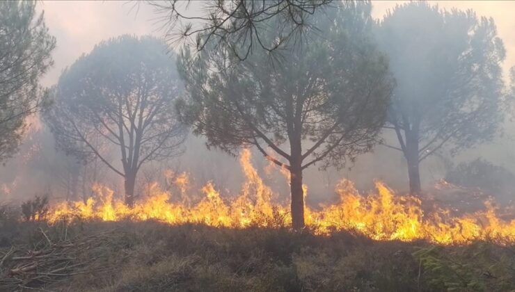 Yalova’da orman yangını