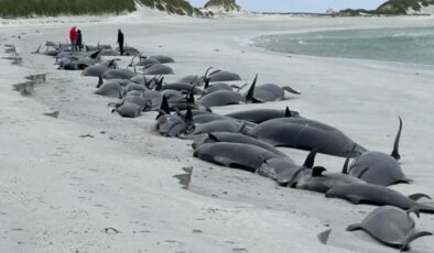 Kıyıya vuran onlarca balina öldü