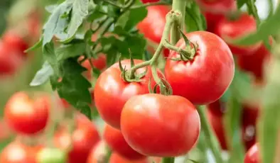 Antalya Ticaret Borsası: Sebze fiyatlarında rekor artış
