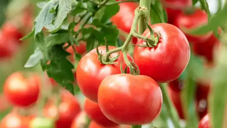 Antalya Ticaret Borsası: Sebze fiyatlarında rekor artış