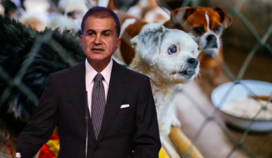 AK Parti sözcüsü Çelik’ten ‘sokak hayvanları yasası’ açıklaması
