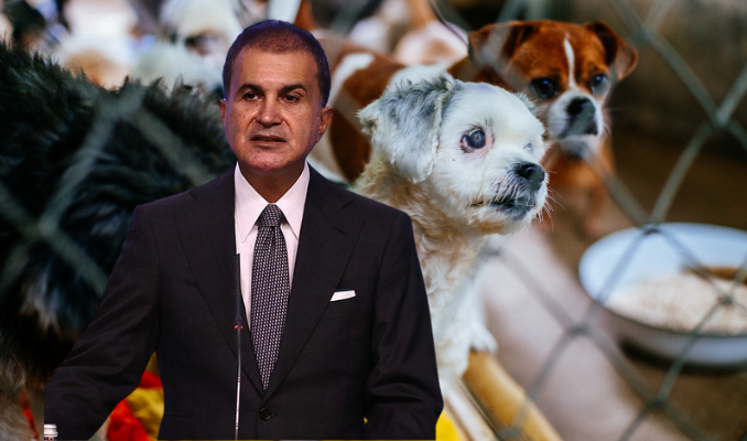 AK Parti sözcüsü Çelik’ten ‘sokak hayvanları yasası’ açıklaması