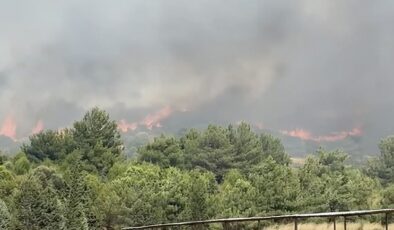 İzmir’in Foça ilçesinde orman yangını çıktı