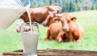 Türkiye’de inek sütü üretimi mayısta rekor düzeye ulaştı