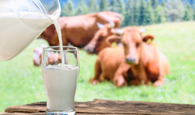 Türkiye’de inek sütü üretimi mayısta rekor düzeye ulaştı