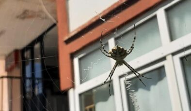 Karabük’te zehirli örümceklerden “argiope lobata” türüne rastlandı