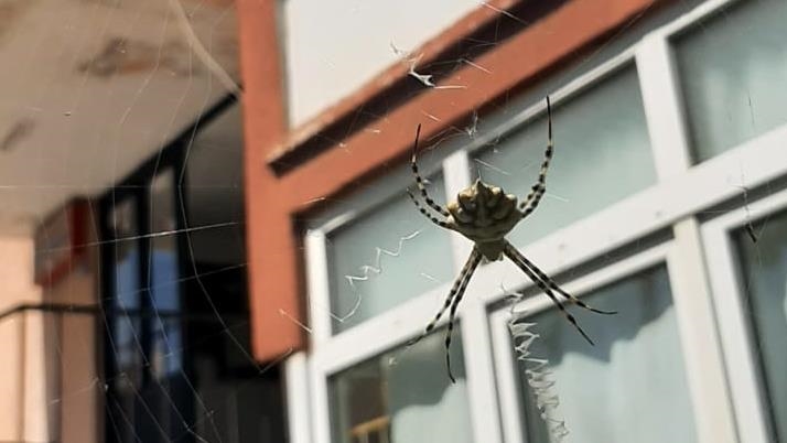 Karabük’te zehirli örümceklerden “argiope lobata” türüne rastlandı